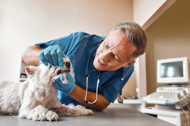 Best Cosmetic Emergency Dentistry in Fairview, NY